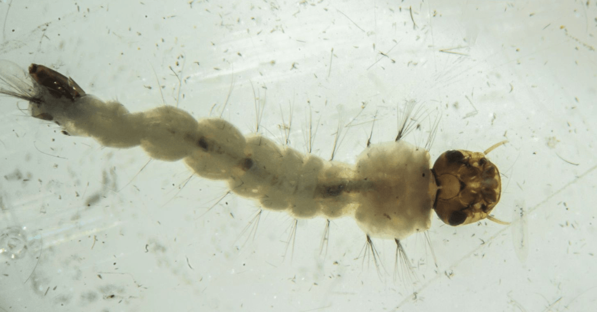 biofabrica de mosquitos