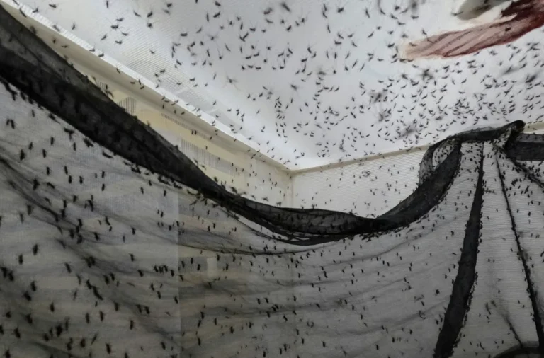 biofabrica de mosquitos