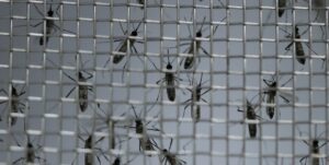 fabrica de mosquitos