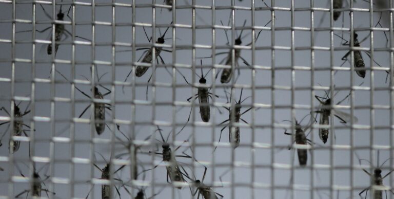 fabrica de mosquitos