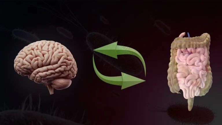 intestino e cerebro